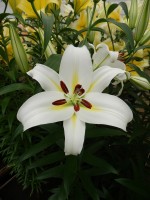 [4150 Cocossa No02.JPG]